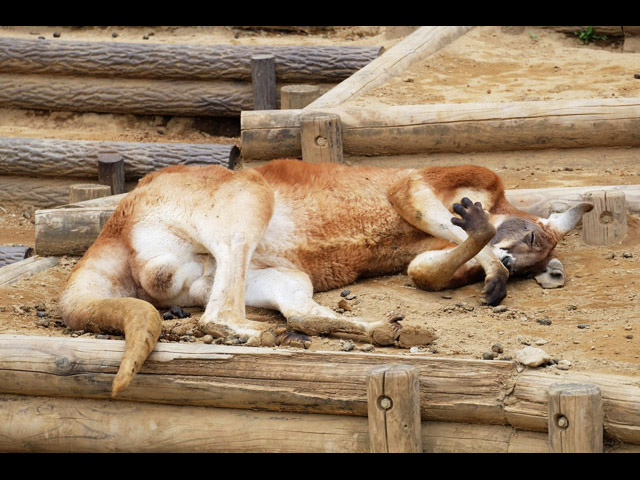 後編 多摩動物公園に行ってきた たーのしー サーバルだけが見どころじゃないよ カンガルーは上級者すぎ オグヘイのチラシの裏